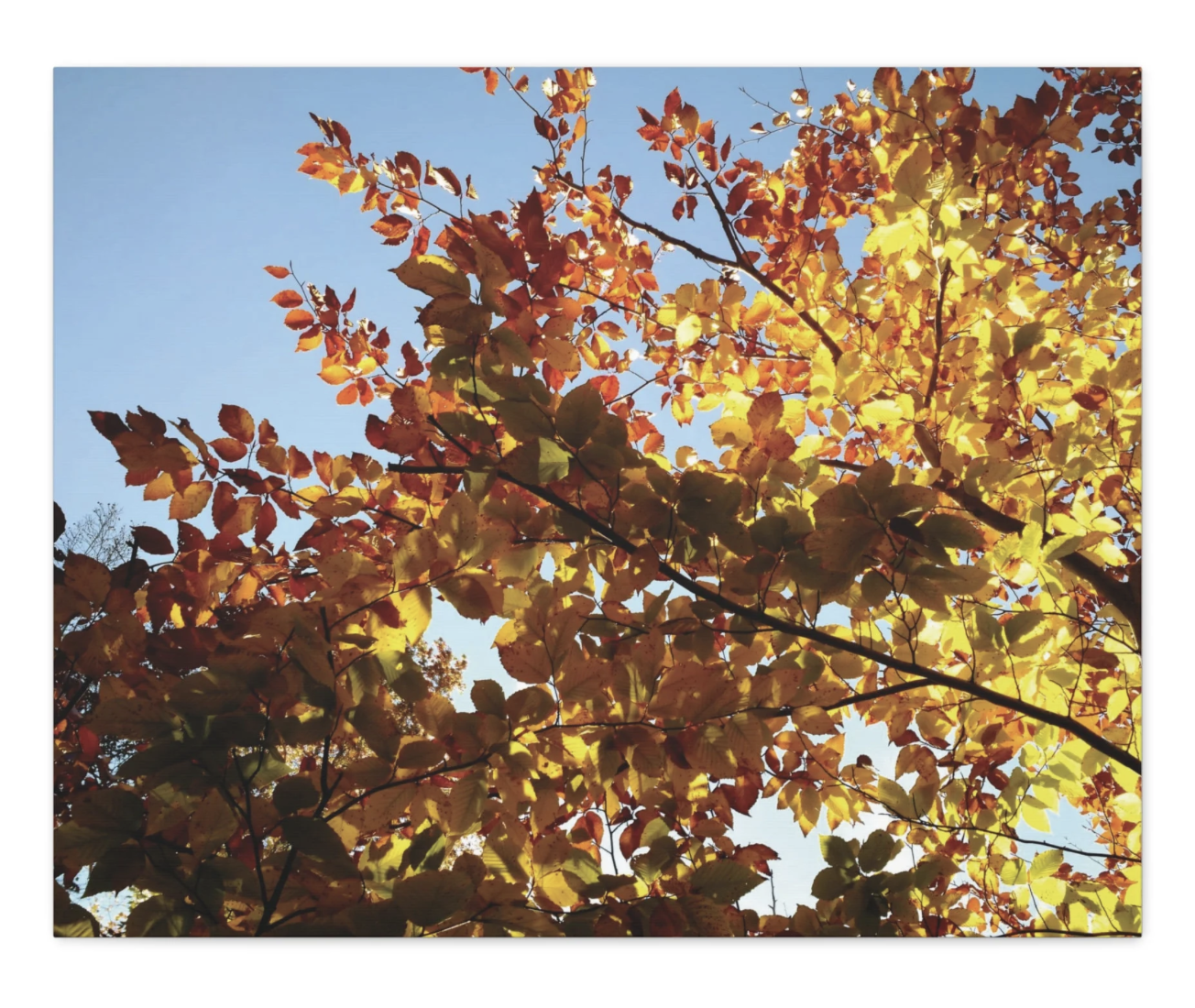 Autumn leaves photo large canvas gallery wrap